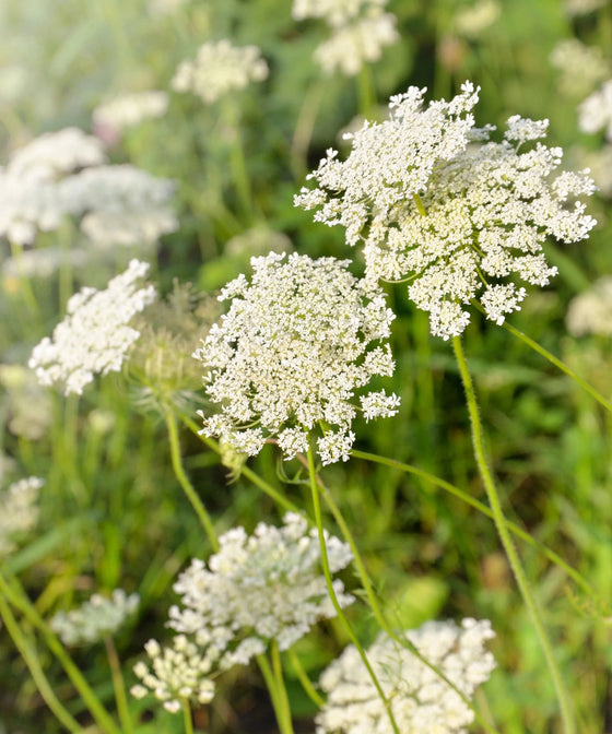 Herboo Flower Seeds