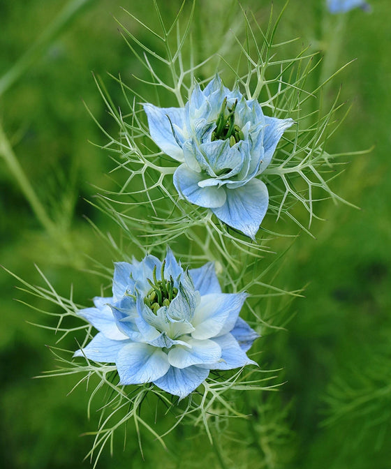 Herboo Flower Seeds