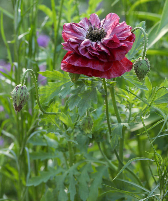 Herboo Flower Seeds