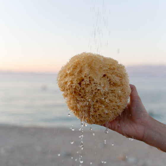 Natural Sea Sponges